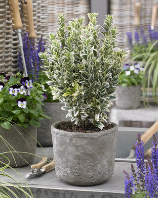 Euonymus White Spire