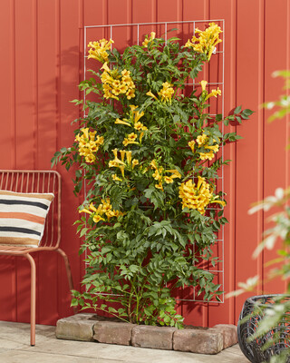 Campsis Golden Trumpet