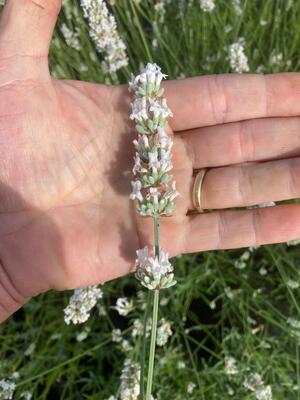 Lavandula Exceptional