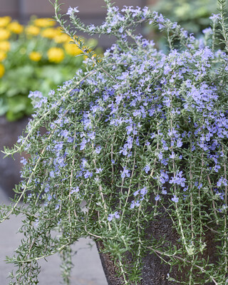 Rosmarinus Blue Cascade