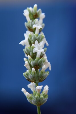 Lavandula Exceptional