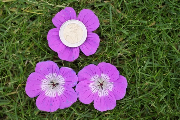 Geranium-Kelly Anne_Close up flower