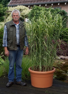 Miscanthus-Alligator_Breeder