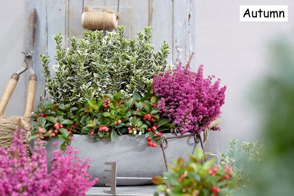 Euonymus White Spire