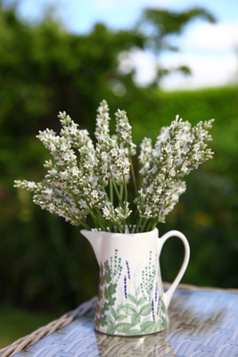 Lavandula Exceptional