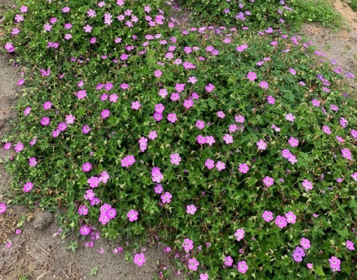 Geranium-Kelly Anne_Garden