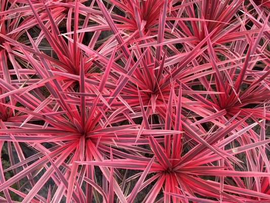 Cordyline Pink Star