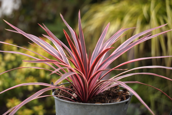 Cordyline Pink Star