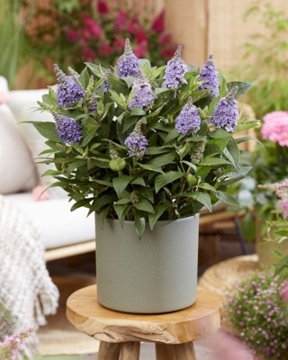 Buddleja-Lila Sweetheart_Patio