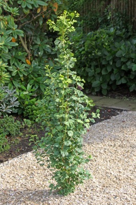 Gingko-Menhir_Garden